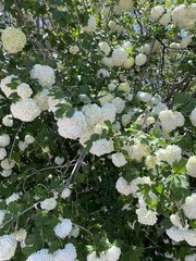 Viburnum macrocephalum