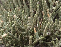 Anabasis articulata