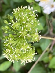 Aralia hispida