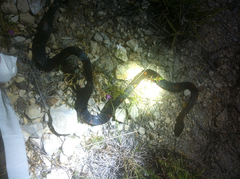 Lampropeltis alterna