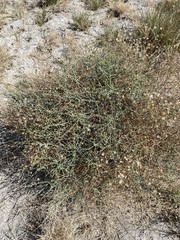 Leucosyris carnosa