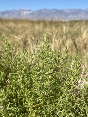 Nitrophila occidentalis