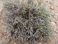 Anabasis articulata