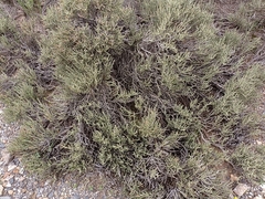 Anabasis articulata