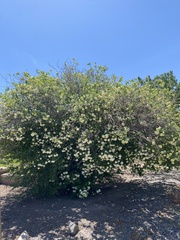 Viburnum macrocephalum