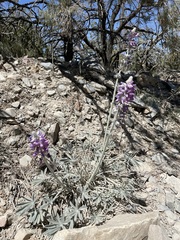 Lupinus magnificus magnificus