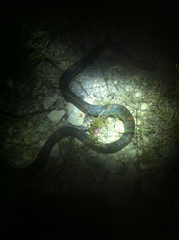 Lampropeltis alterna