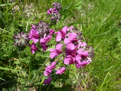 Pedicularis cenisia
