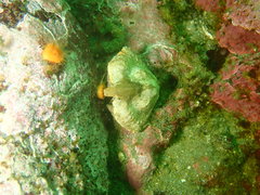 Cryptolithodes typicus