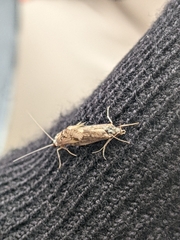 Trichoptera