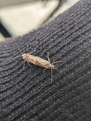 Trichoptera