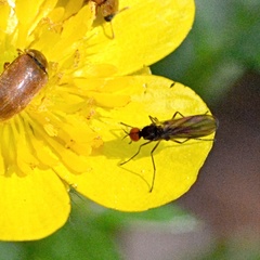 Rhamphomyia nigripennis