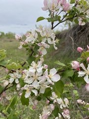 Malus