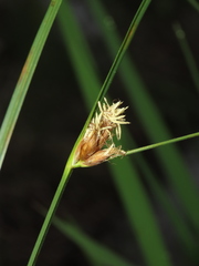 Bolboschoenus maritimus affinis