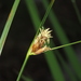 Bolboschoenus maritimus affinis - Photo (c) chiuluan,  זכויות יוצרים חלקיות (CC BY), הועלה על ידי chiuluan
