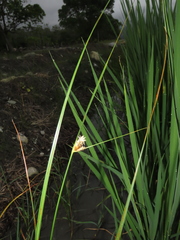 Bolboschoenus maritimus affinis