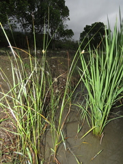 Bolboschoenus maritimus affinis