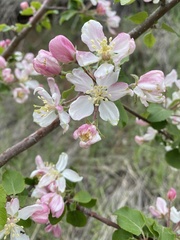 Malus