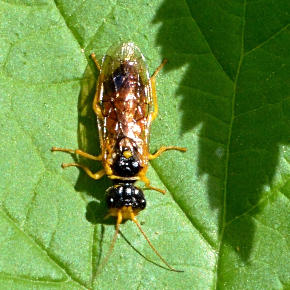 Pamphilius aurantiacus