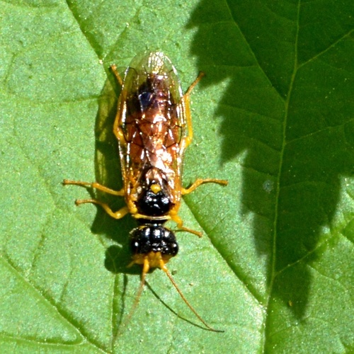 Pamphilius aurantiacus