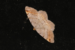 Macaria liturata