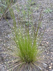 Poaceae