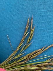 Poaceae
