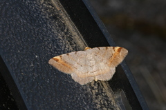 Macaria liturata