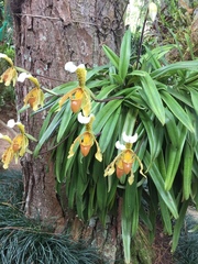Paphiopedilum