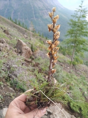 Pedicularis alopecuroides