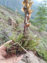 Pedicularis alopecuroides