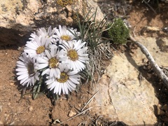 Townsendia hookeri