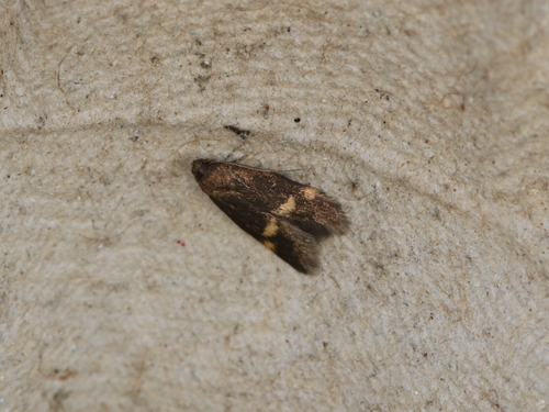 Thatch Tubic, photo 4 of 10