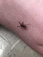 Asagena americana