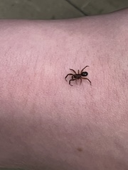 Asagena americana