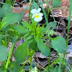 Viola arvensis