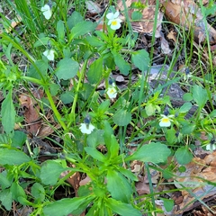 Viola arvensis