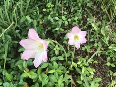 Zephyranthes robusta