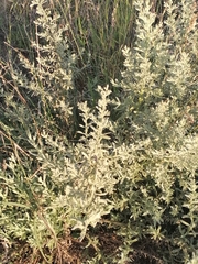 Laggera