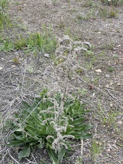 Echium vulgare