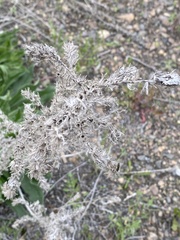 Echium vulgare