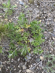 Potentilla argentea