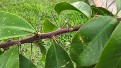 Pereskia