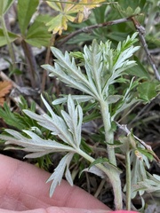 Potentilla argentea