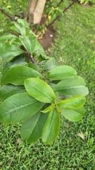 Pereskia