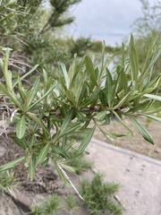 Hippophae rhamnoides