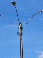 Colaptes campestris campestris