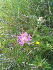 Centaurea