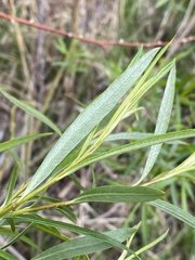 Salix