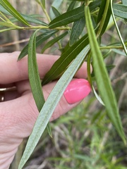 Salix